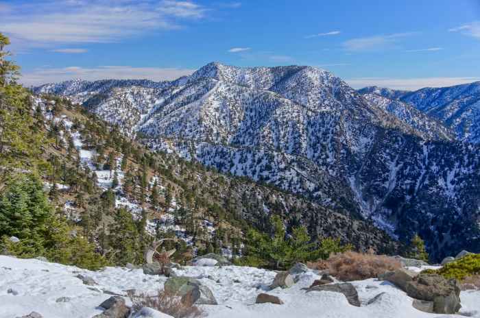 National forests covina hutan terluas negara calif britannica